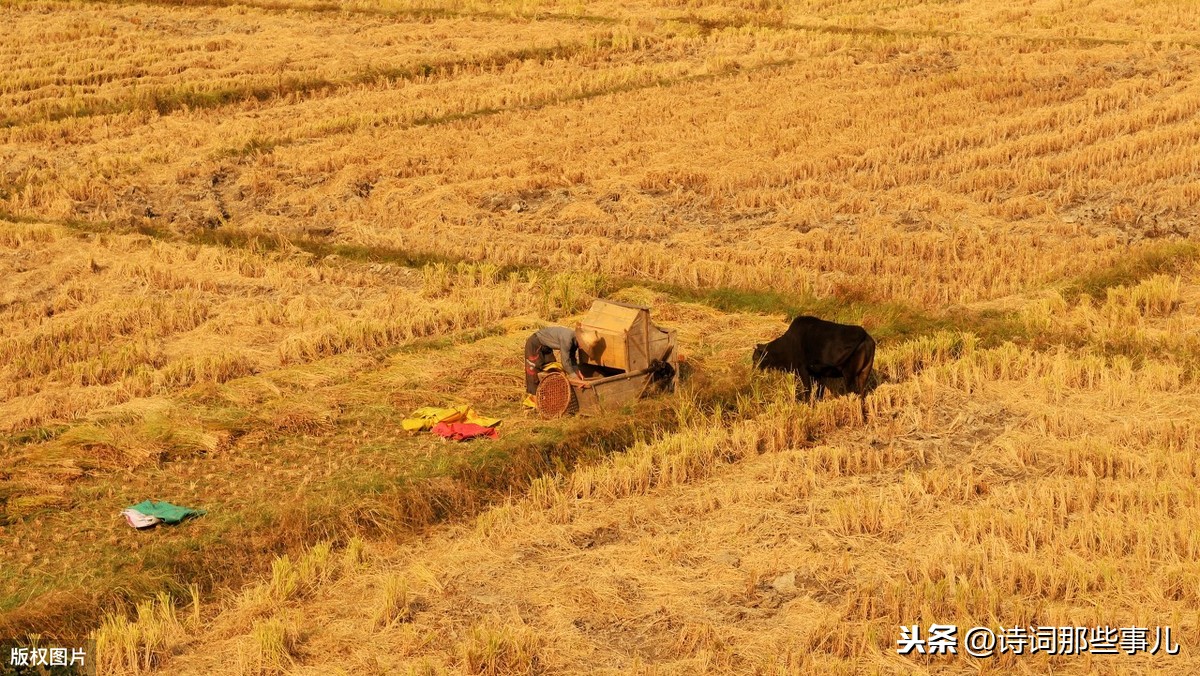 描写夏日的诗句简短（描写夏天心情愉悦诗句 ）