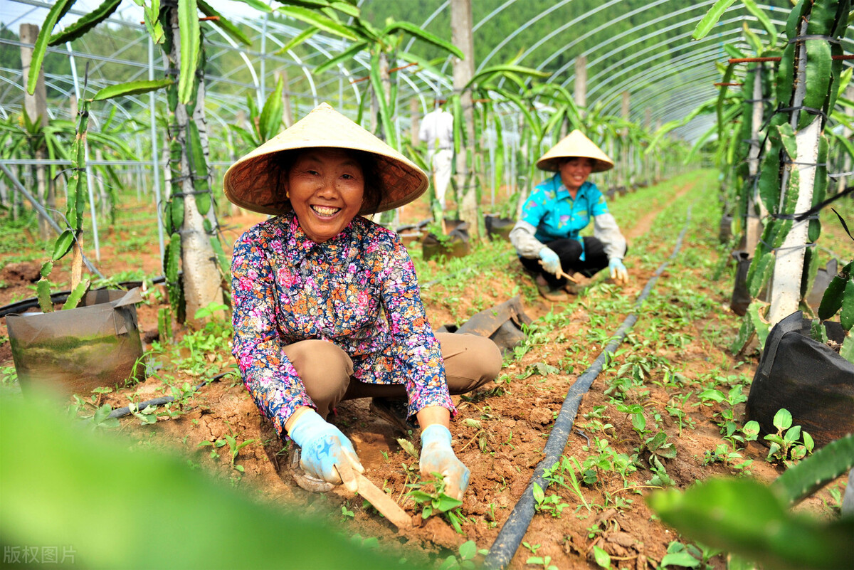 喜获丰收的诗句（庆祝丰收的诗句古诗）