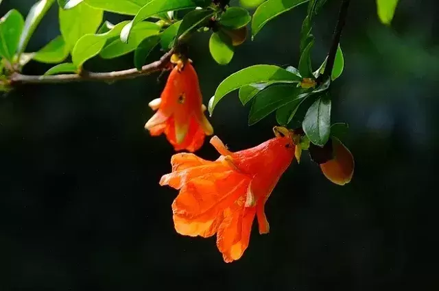 形容五月的优美诗句（赞美五月的优美诗句）