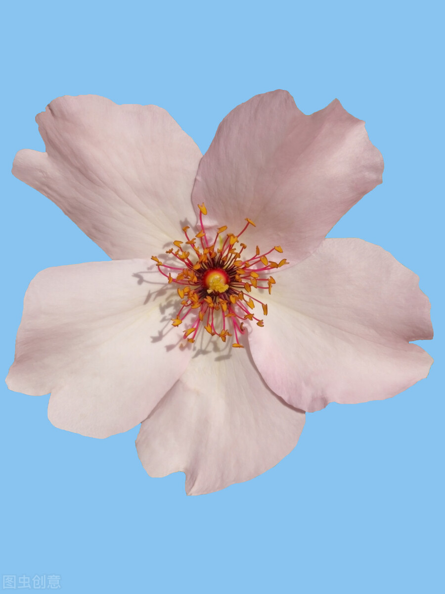 好天气好心情唯美短句（天气很好阳光很美句子）