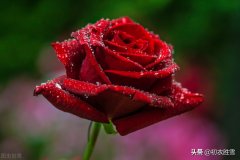 描写玫瑰的美句 玫瑰的经典短句！