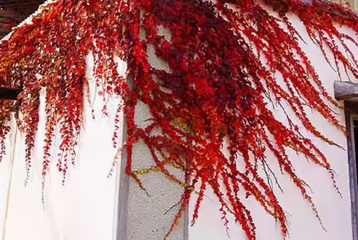 赞美北京的句子简短（描写北京的经典诗句）