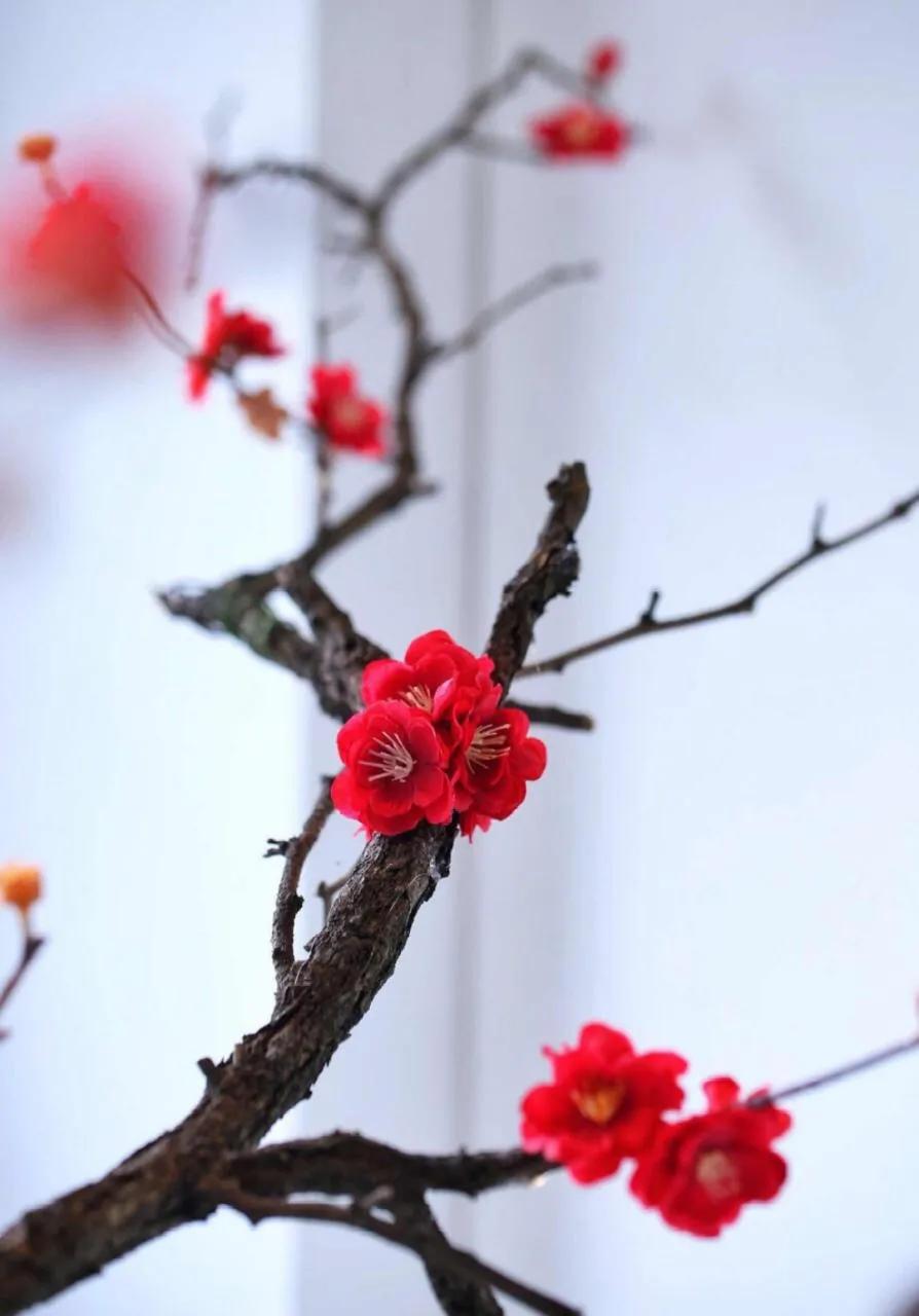 病梅馆记翻译注释（病梅馆记原文及翻译赏析）