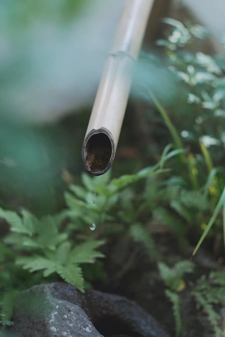 关于生日诗词句优美(关于生日的优美诗句)