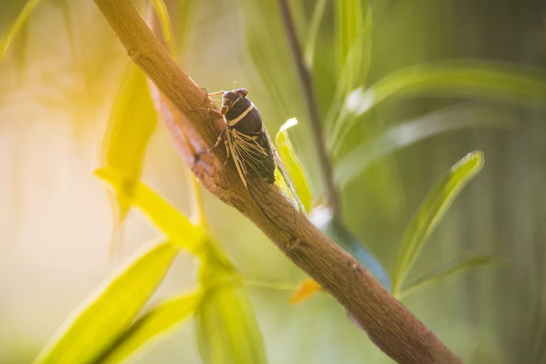 描写蝉的古诗有哪些（禅的古诗名句分享）