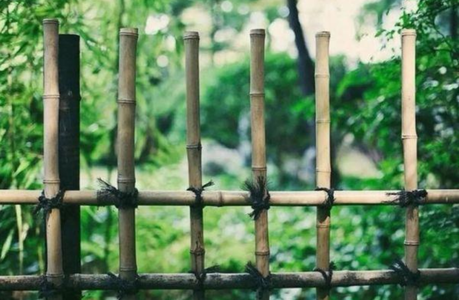 描写蝉的古诗有哪些（禅的古诗名句分享）