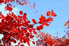 拨开云雾见光明 类似的诗描述的是清云见光的诗！