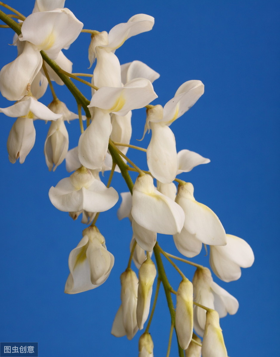 白字开头的成语有哪些（白字开头的成语大全集）