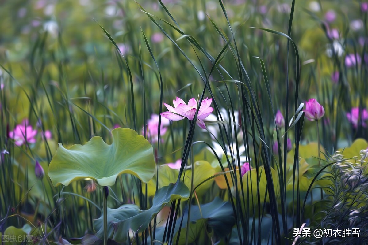 小暑诗句古诗大全（关于小暑诗句古诗分析）