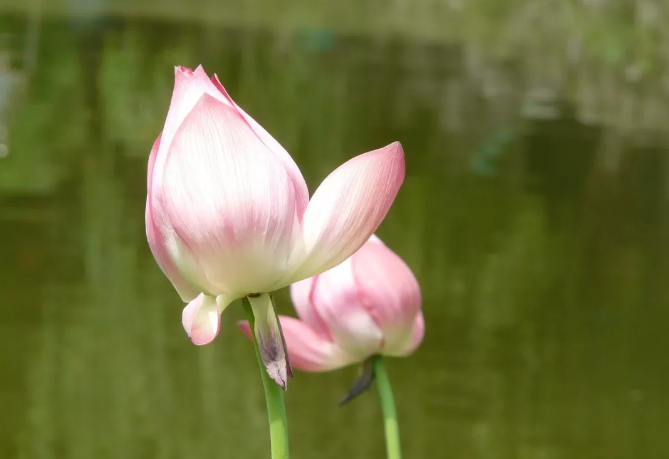 生日诗歌大全（生日诗词大全唯美）