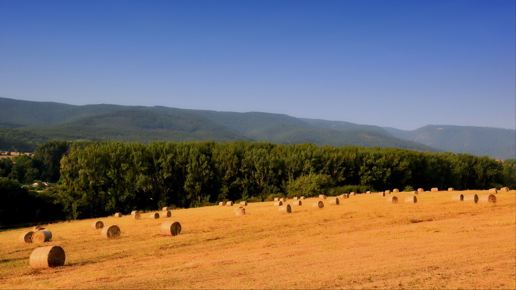 归去来辞翻译及原文（归去来辞陶渊明原文）