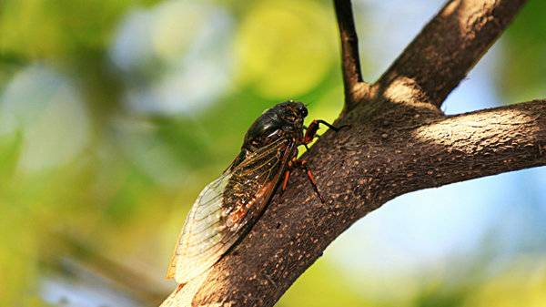 蝉的诗句有哪些(关于蝉的古诗分享)