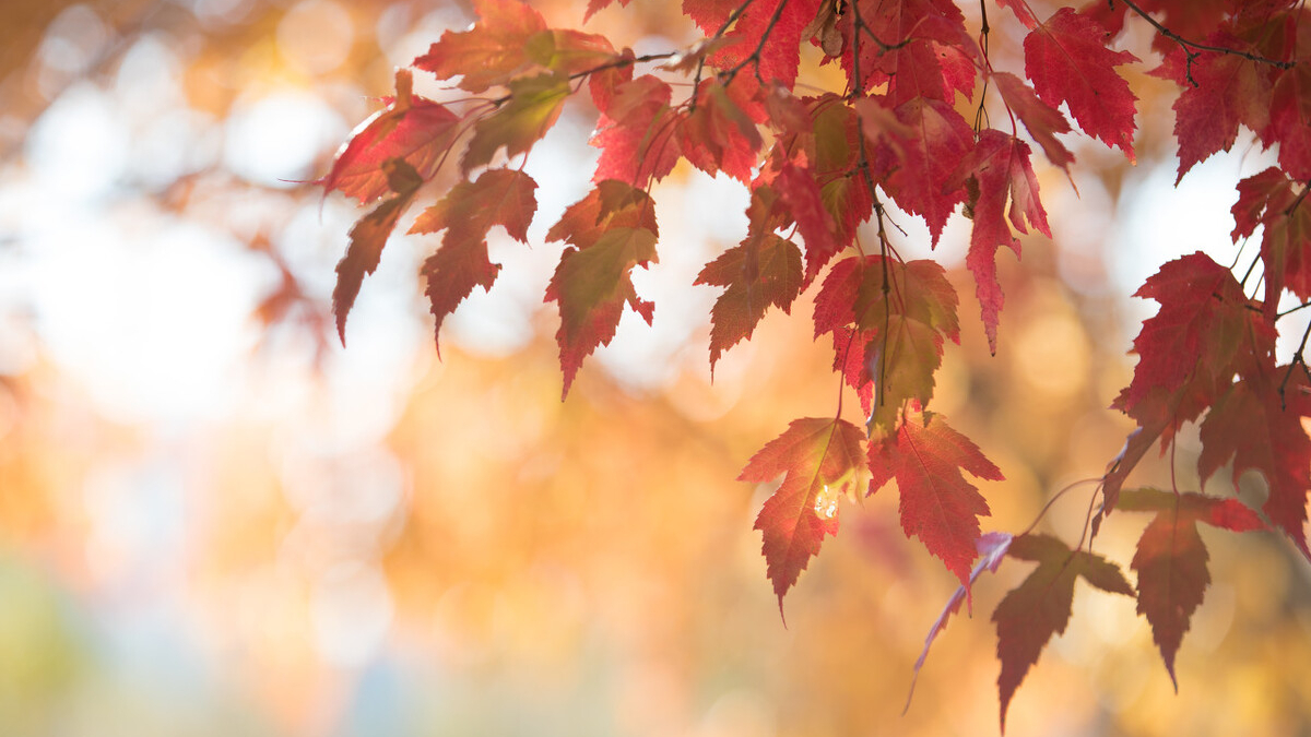 写秋声的诗句有哪些(描写秋色有关的诗句)