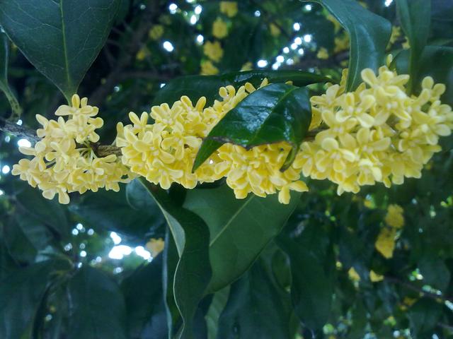 借物喻人的诗有哪些（借物喻人的现代诗歌）