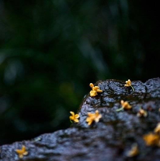 借物喻人的诗有哪些（借物喻人的现代诗歌）