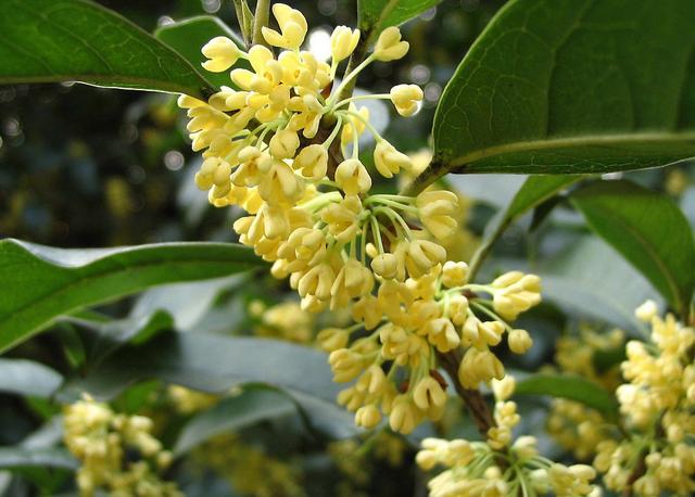 借物喻人的诗有哪些（借物喻人的现代诗歌）