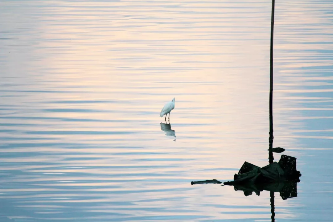 短小意境优美的现代诗（10首优美而短小的现代诗）
