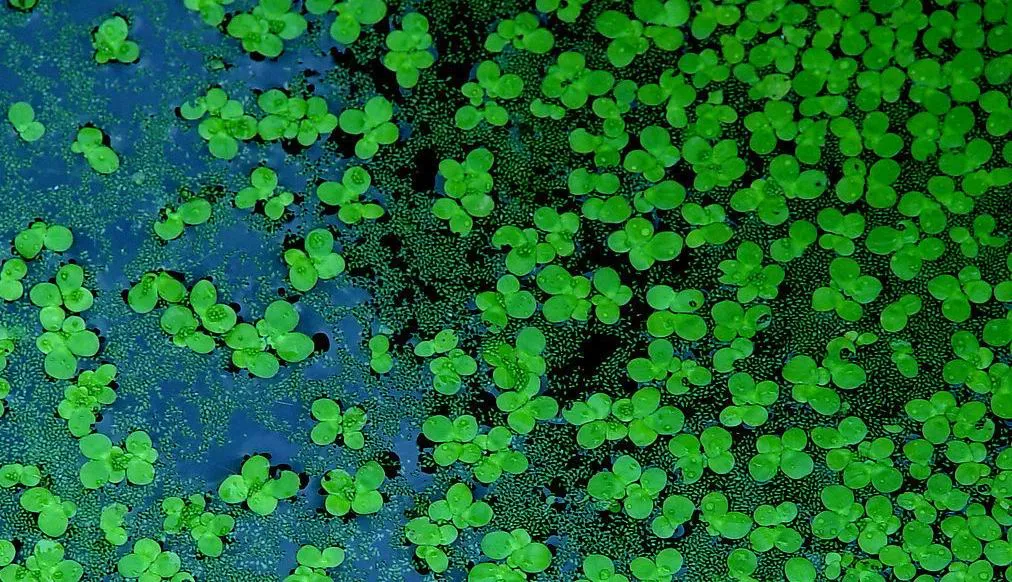 儿童诗句有哪些（儿童诗句古诗大全）