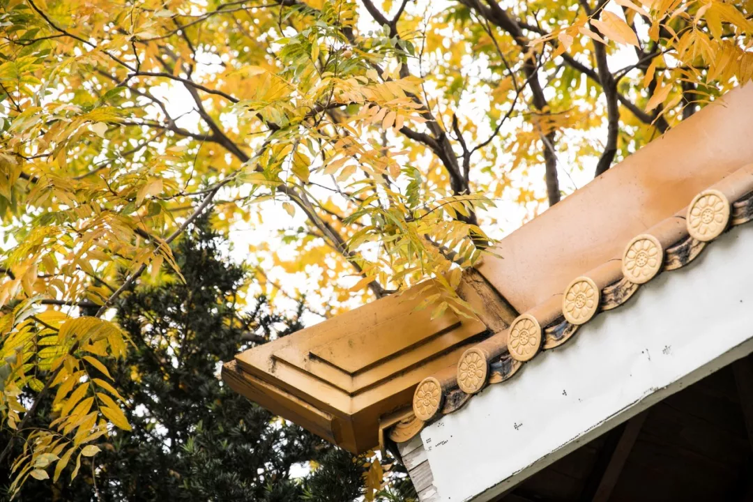 赞美读书的诗句古诗（关于读书的唯美短句）