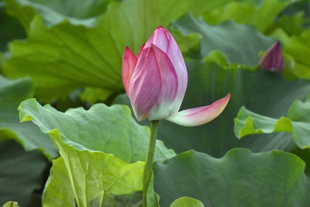 赞美十二月的诗词(十二个月经典诗词分享)