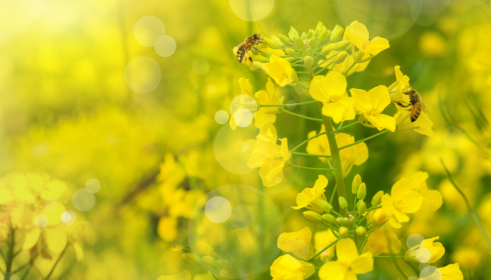 形容微笑的唯美句子（形容笑容很治愈的句子）