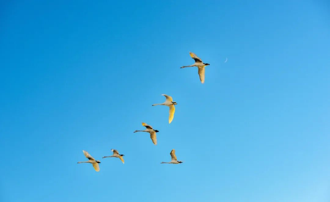 爱国诗歌大全简短（关于爱祖国的诗歌朗诵）