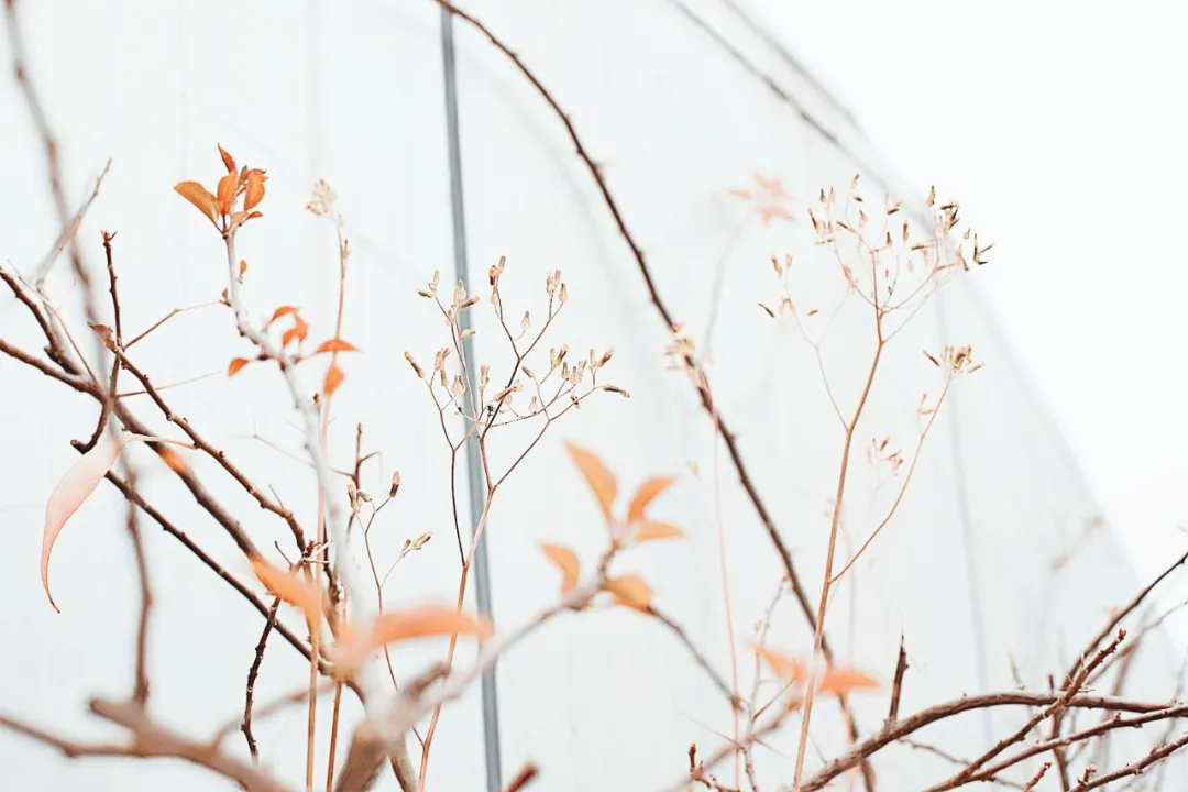 优美的诗有哪些（古诗词优美的句子）