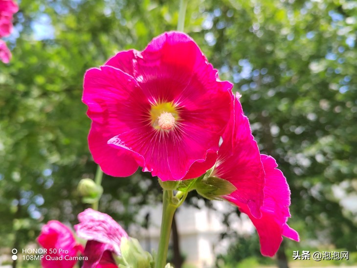 高像素拍照手机排行（像素最高的手机排行榜）