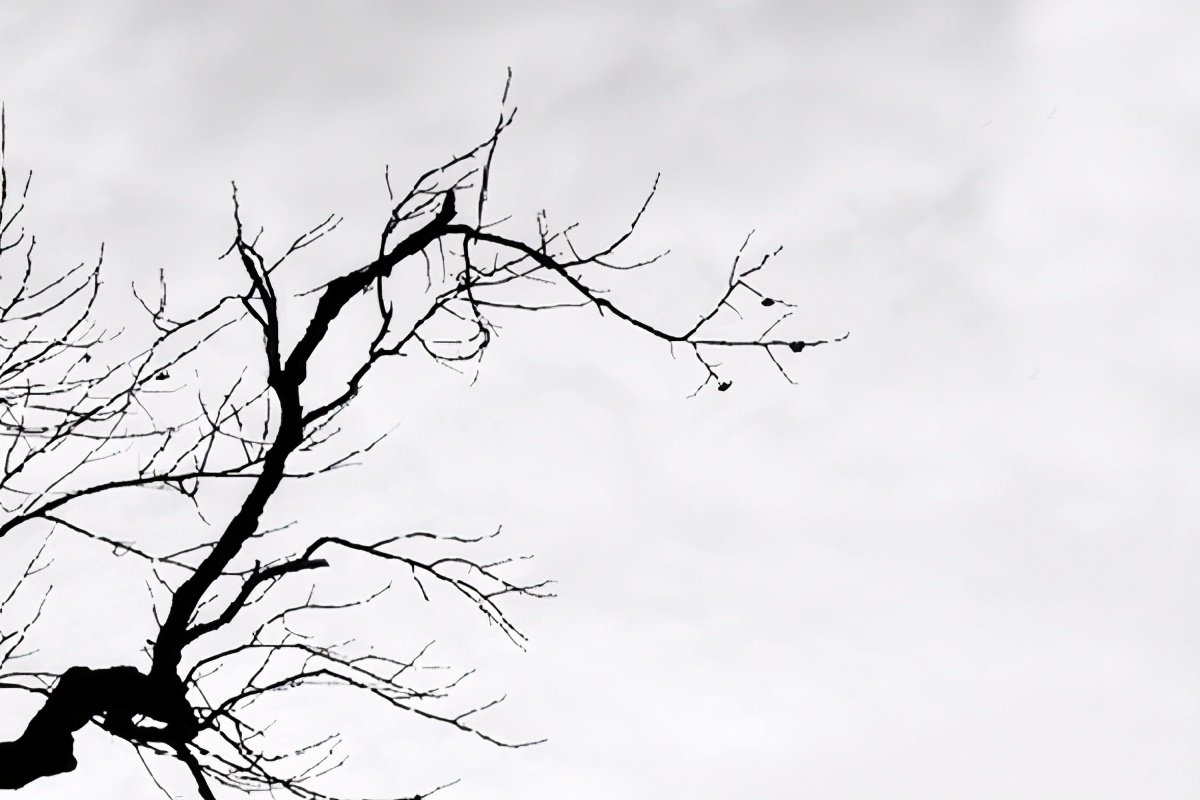 蝶恋花苏轼赏析（蝶恋花古诗全部）