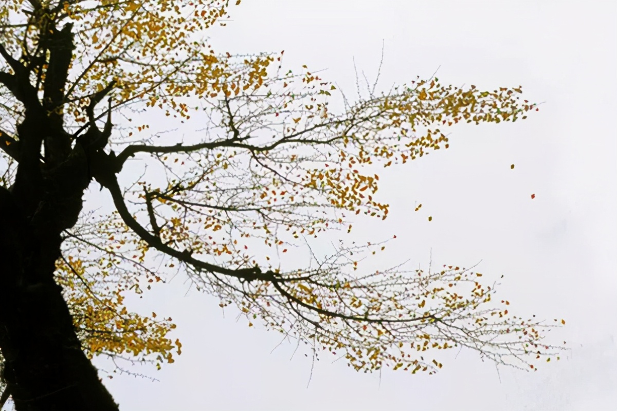 蝶恋花苏轼赏析（蝶恋花古诗全部）