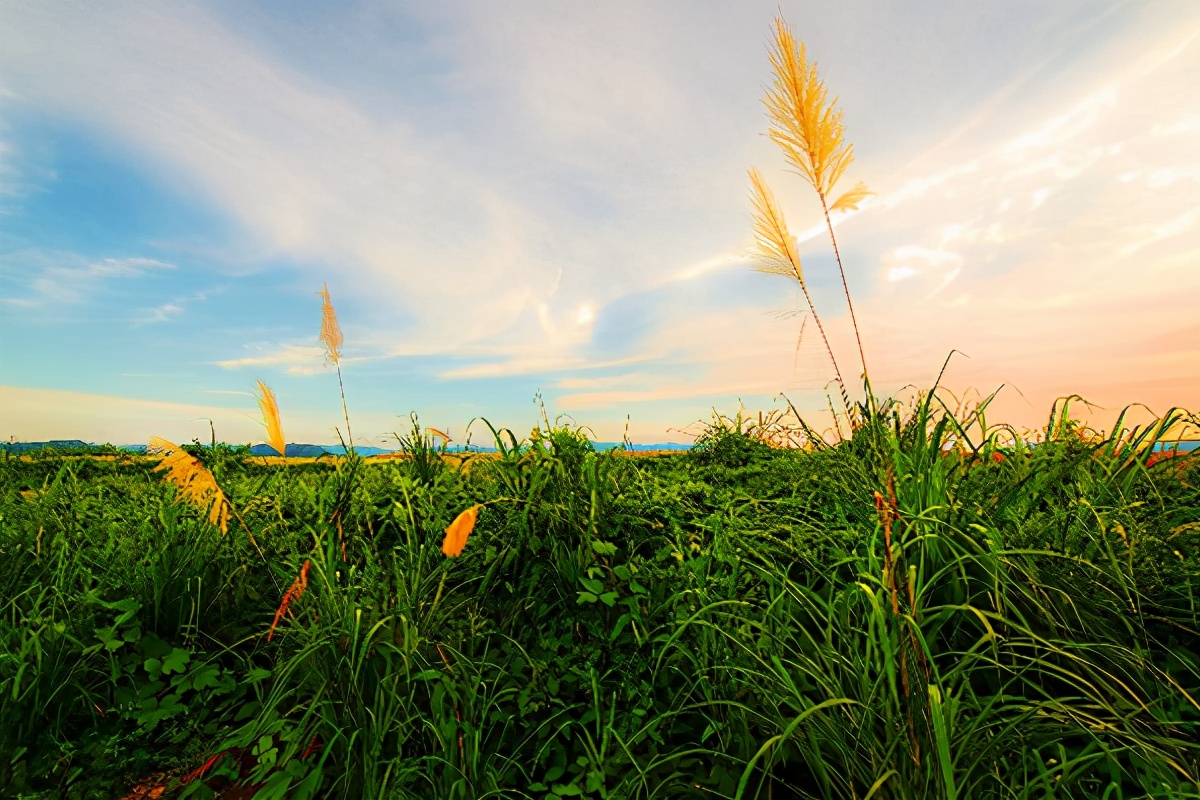 蝶恋花苏轼赏析（蝶恋花古诗全部）