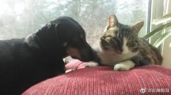 法国2024年起禁止宠物店贩卖猫狗